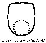 acrotrichis_thoracica.gif