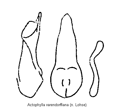 actophylla_varendorffiana.gif