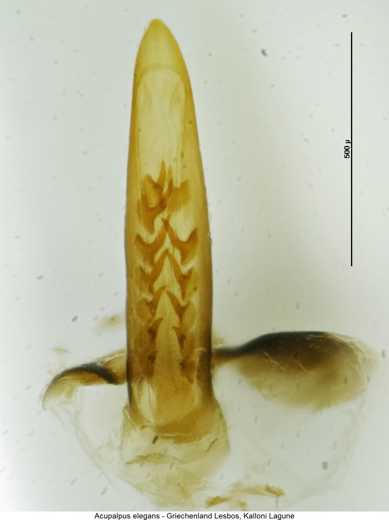acupalpus_elegans1.jpg