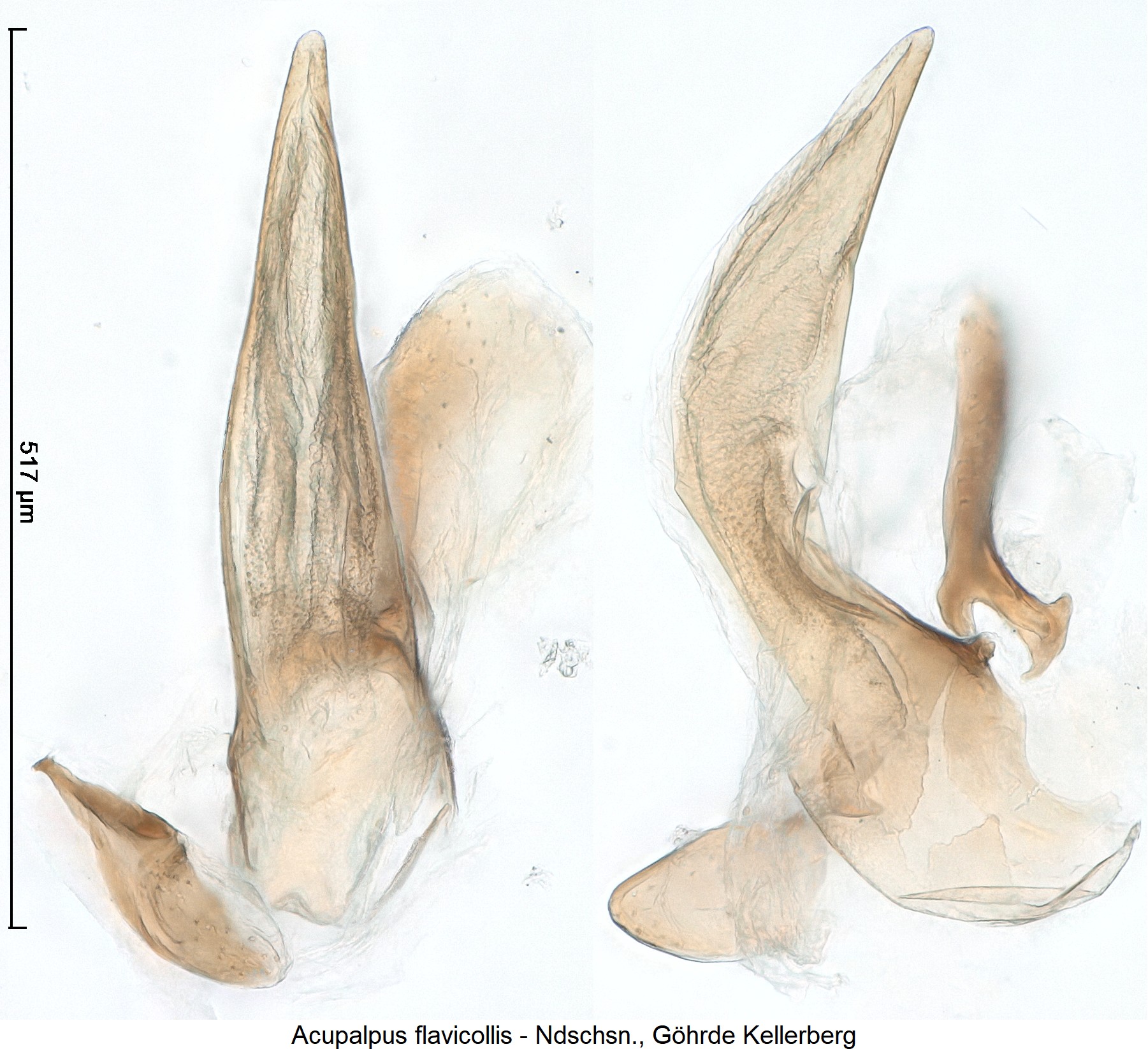acupalpus_flavicollis_$1377.jpg