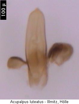 acupalpus_luteatus.jpg