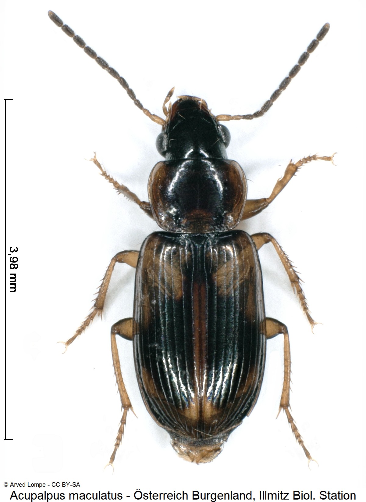 acupalpus_maculatus_$28918359_hab.jpg