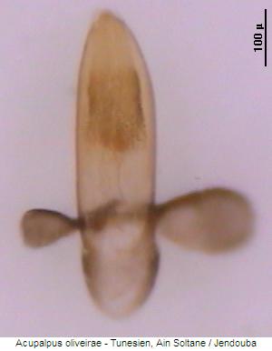 acupalpus_oliveirae.jpg