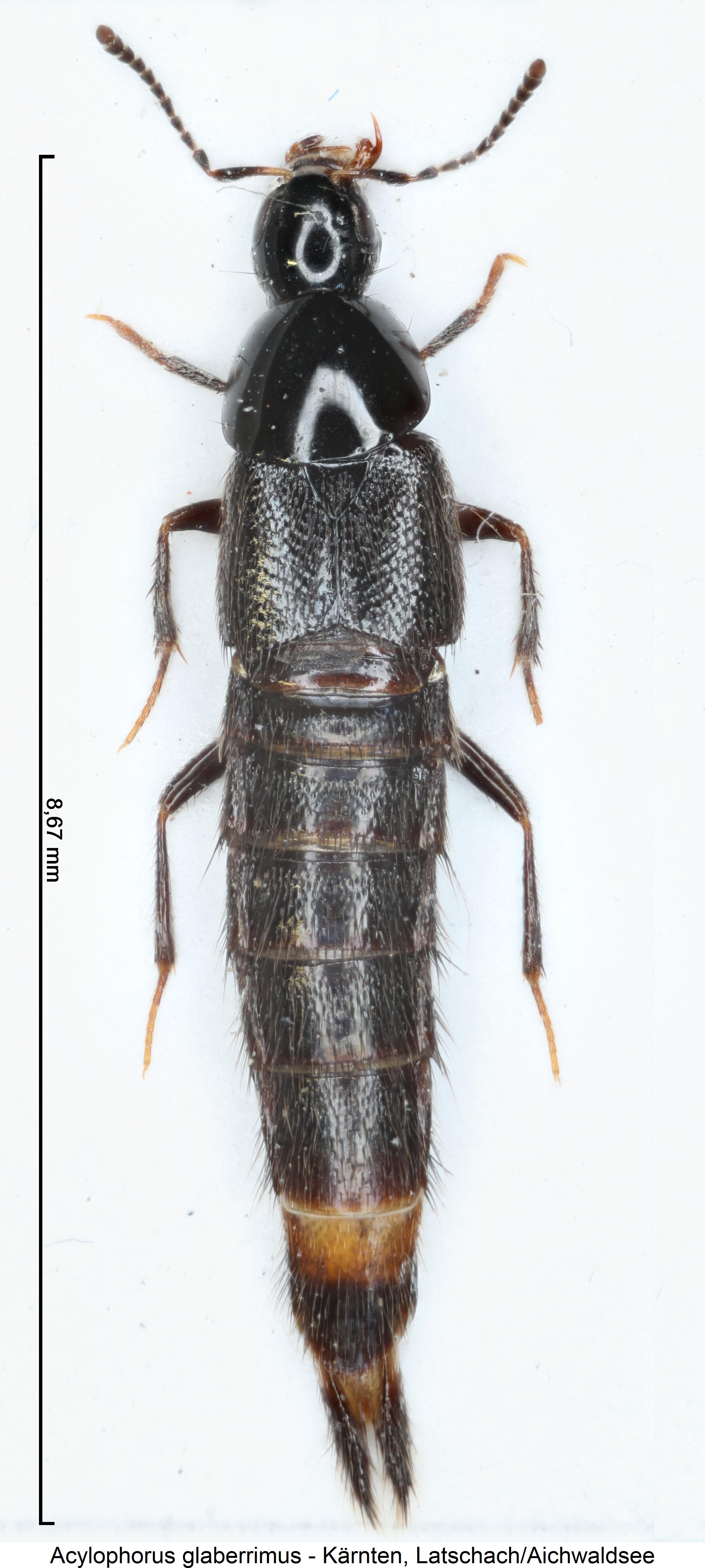 acylophorus_glaberrimus_hab.jpg