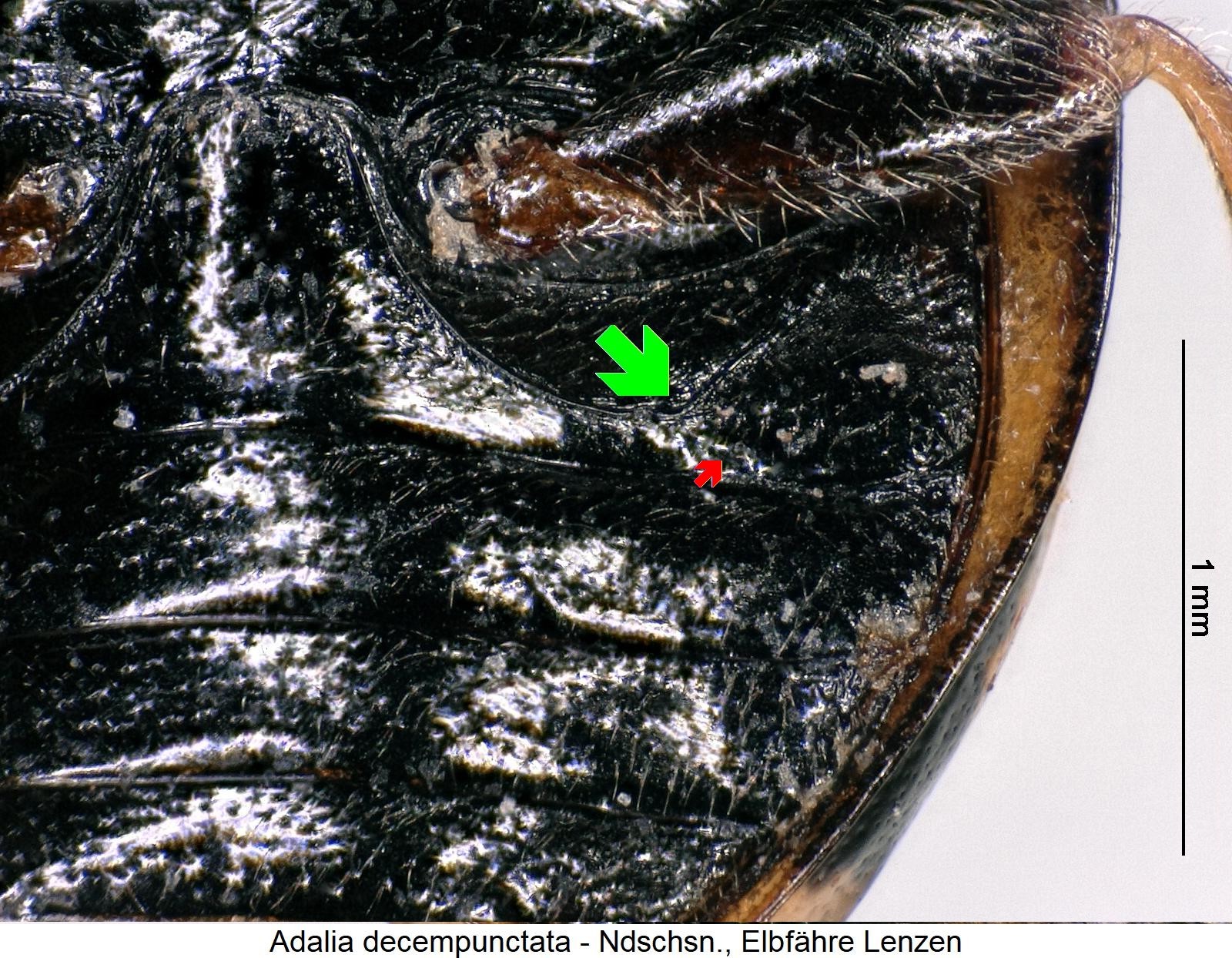 adalia_decempunctata_us.jpg