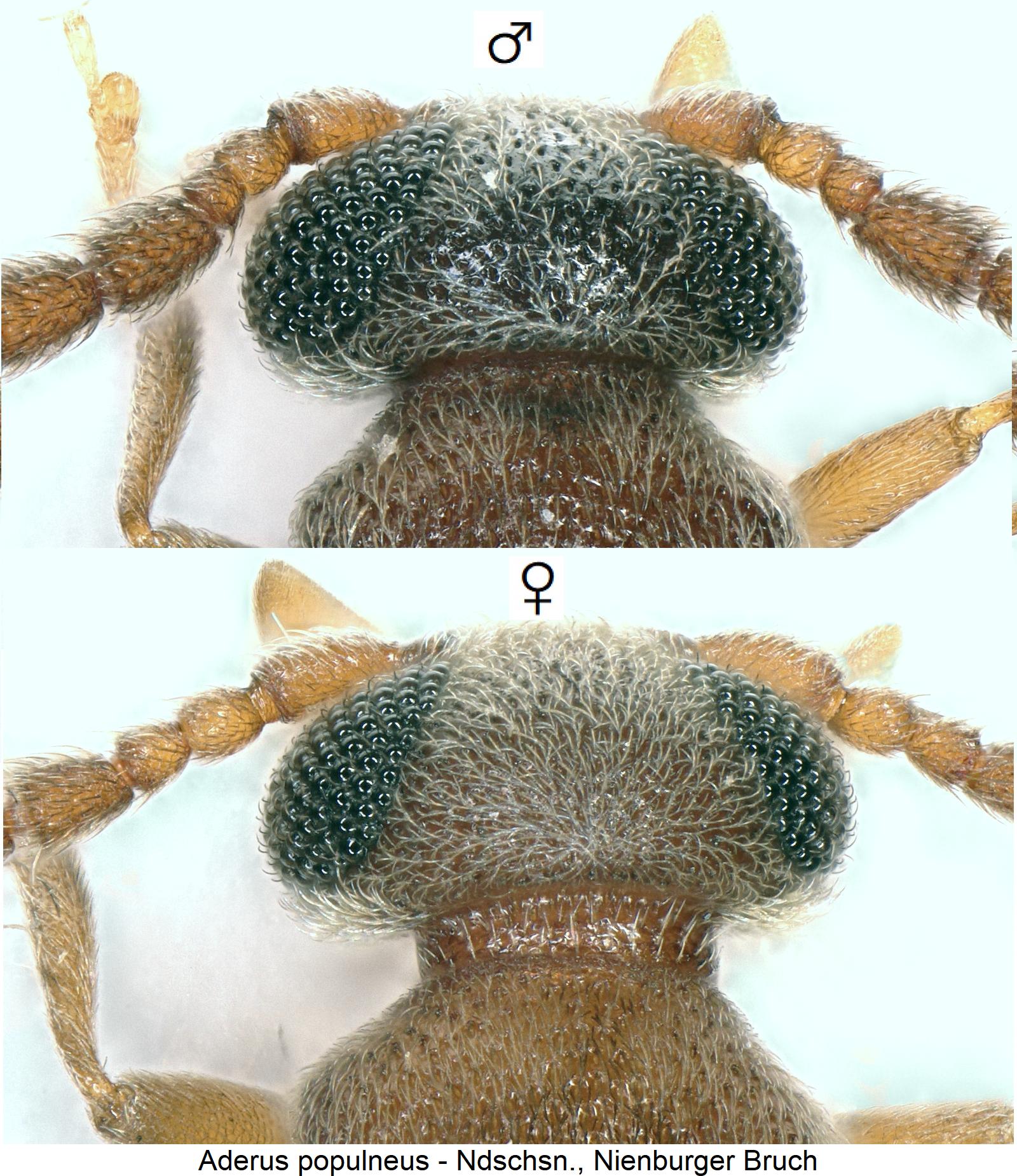 aderus_populneus_k.jpg