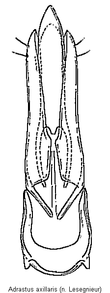 adrastus_axillaris.gif