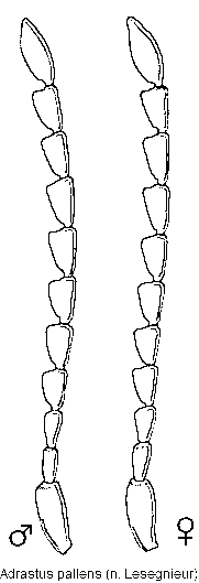 adrastus_pallens_f.gif