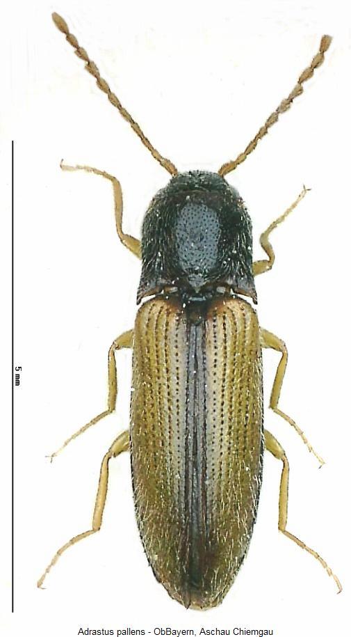 adrastus_pallens_hab.jpg