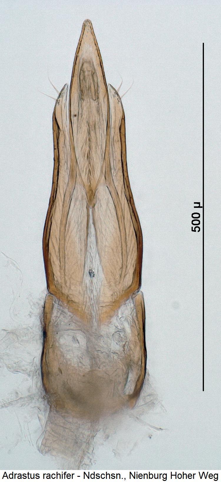 adrastus_rachifer1.jpg