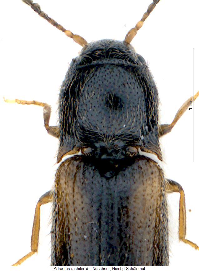 adrastus_rachifer_vk.jpg