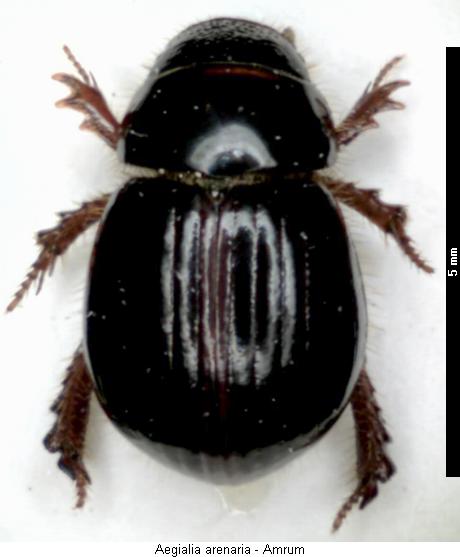 aegialia_arenaria_hab.jpg
