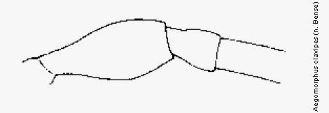 aegomorphus_clavipes_f.gif