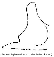 aesalus_daghestanicus_mand.gif