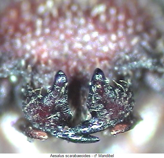aesalus_scarabaeoides_mand.jpg