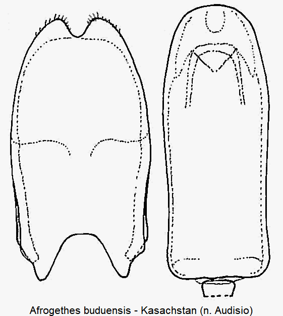 afrogethes_buduensis1.gif
