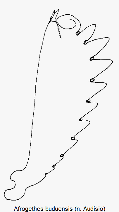 afrogethes_buduensis_vschn.gif