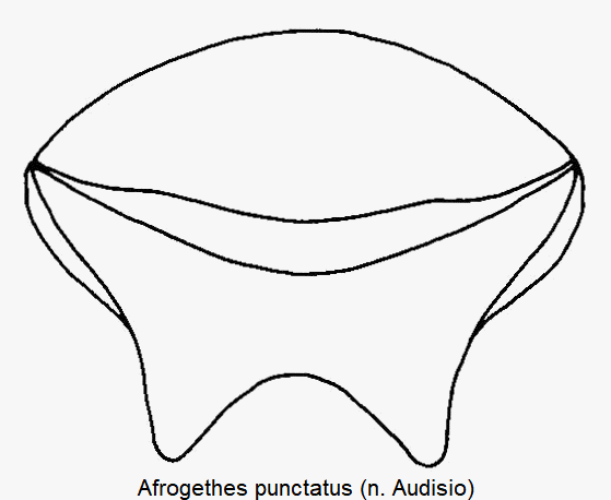 afrogethes_punctatus_pyg.gif