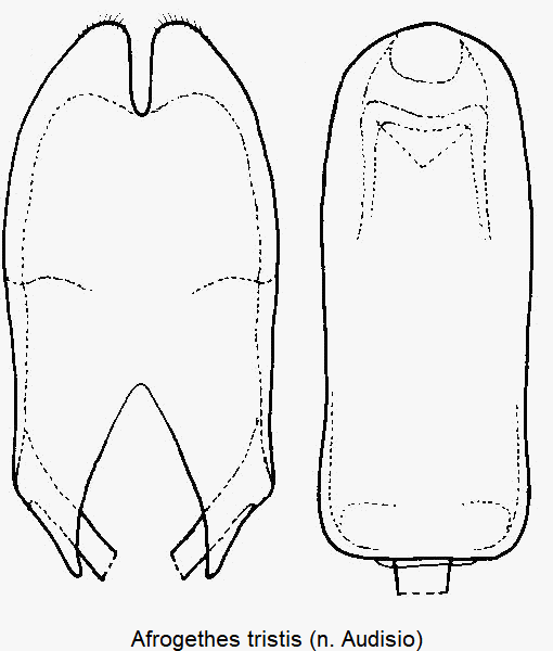 afrogethes_tristis1.gif