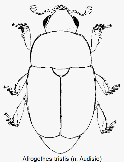 afrogethes_tristis_hab.gif