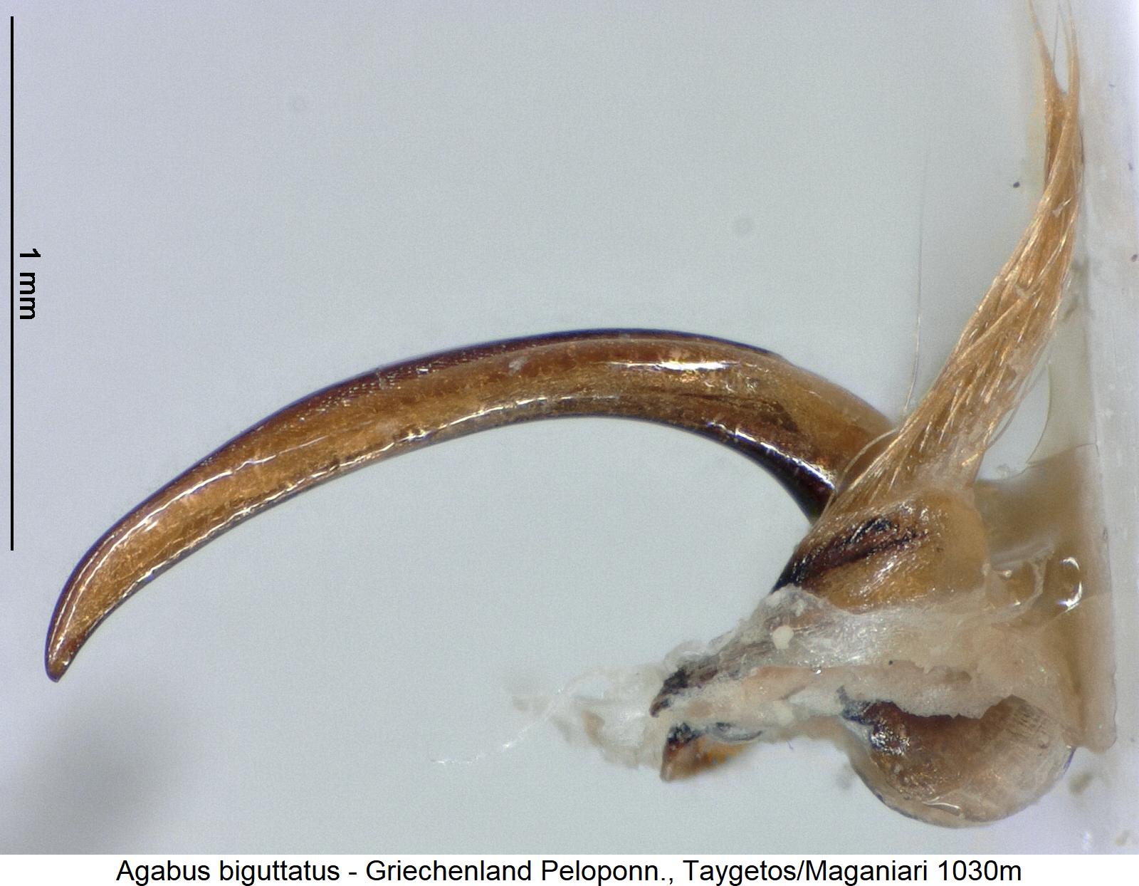 agabus_biguttatus.jpg
