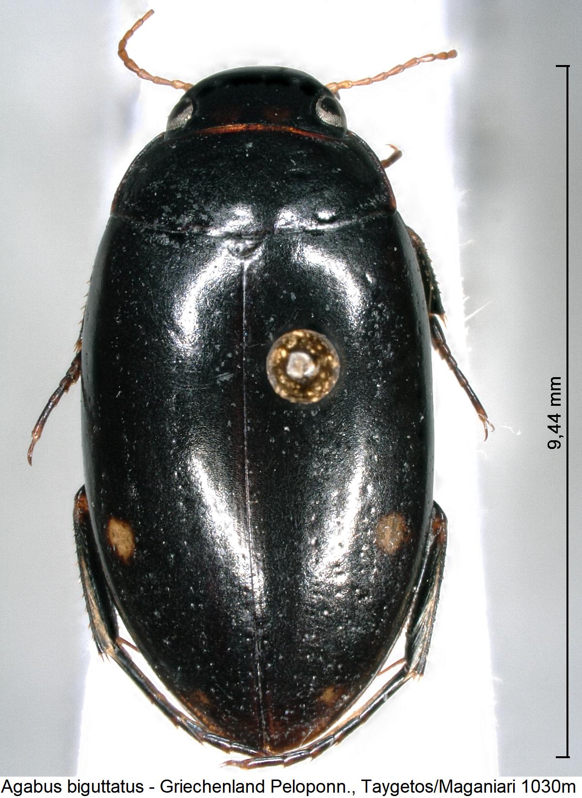 agabus_biguttatus_hab.jpg