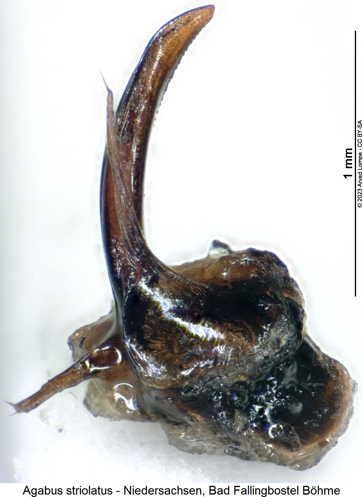 agabus_striolatus.jpg