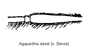 agapanthia_davidi_f.gif