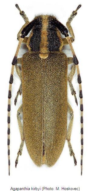 agapanthia_kirbyi_hab.jpg