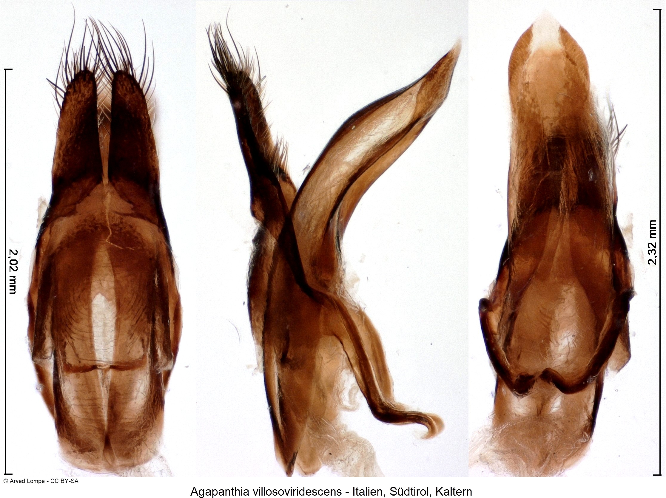 agapanthia_villosoviridescens_ck11258.jpg