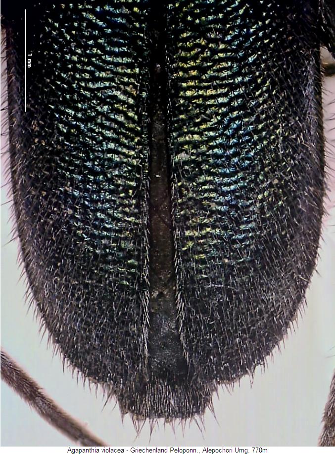 agapanthia_violacea_fld.jpg