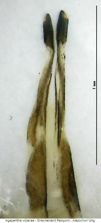agapanthia_violacea_gc.jpg