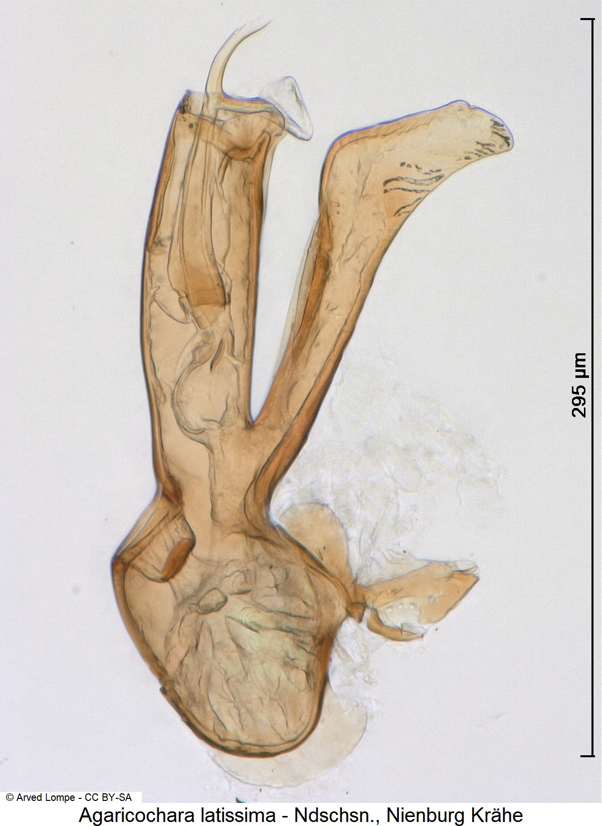 agaricochara_latissima_ck21494.jpg