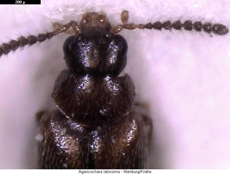agaricochara_latissima_vk.jpg