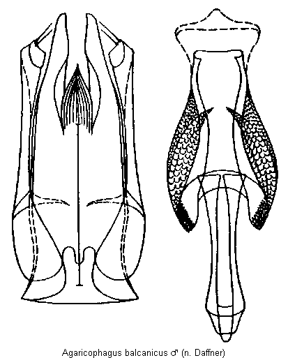 agaricophagus_balcanicus.gif