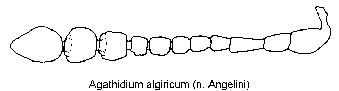 agathidium_algiricum_f.gif
