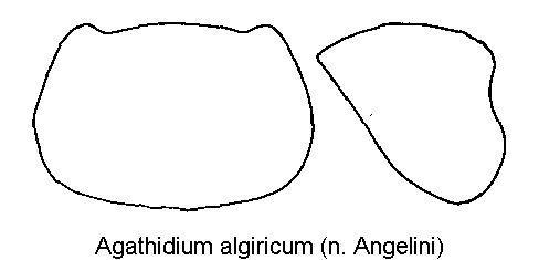 agathidium_algiricum_hsch.gif