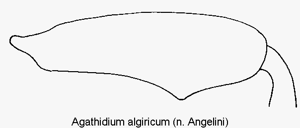 agathidium_algiricum_hschl.gif