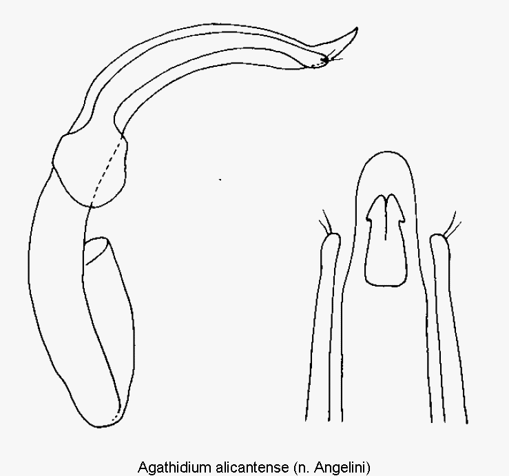 agathidium_alicantense.gif