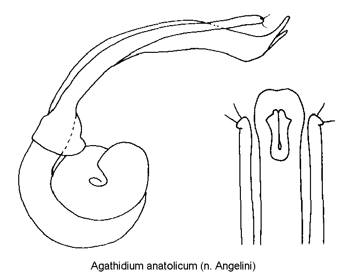 agathidium_anatolicum.gif
