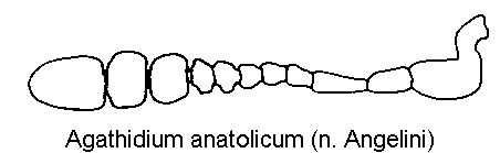 agathidium_anatolicum_f.gif