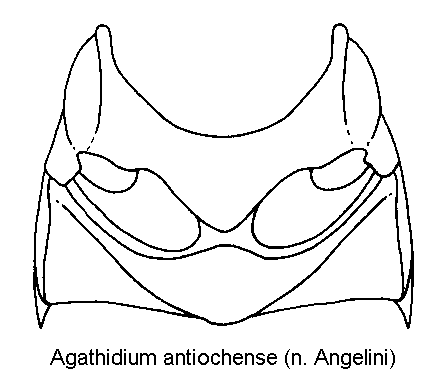agathidium_antiochense_mbr.gif