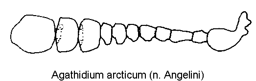 agathidium_arcticum_f.gif