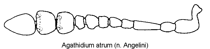 agathidium_atrum_f.gif