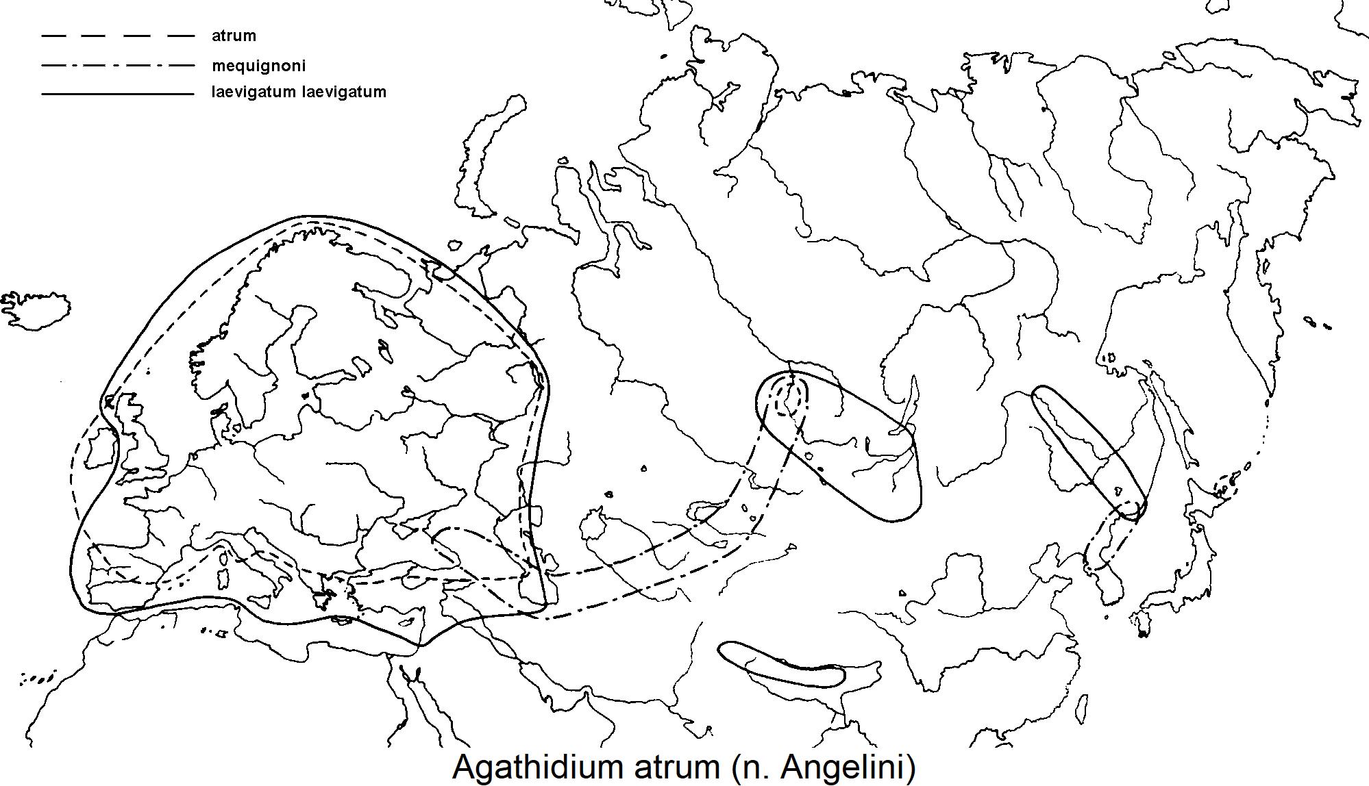agathidium_atrum_gruppe_dis.jpg