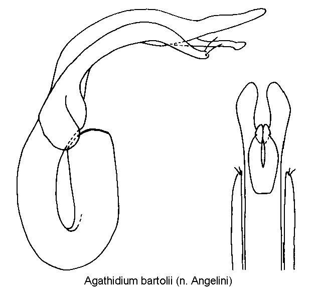 agathidium_bartolii.gif
