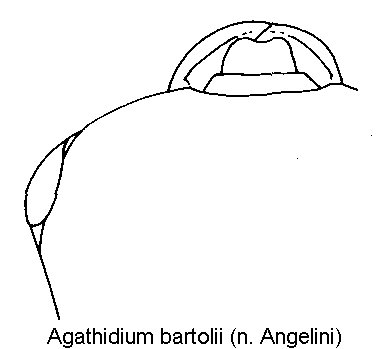 agathidium_bartolii_k.gif
