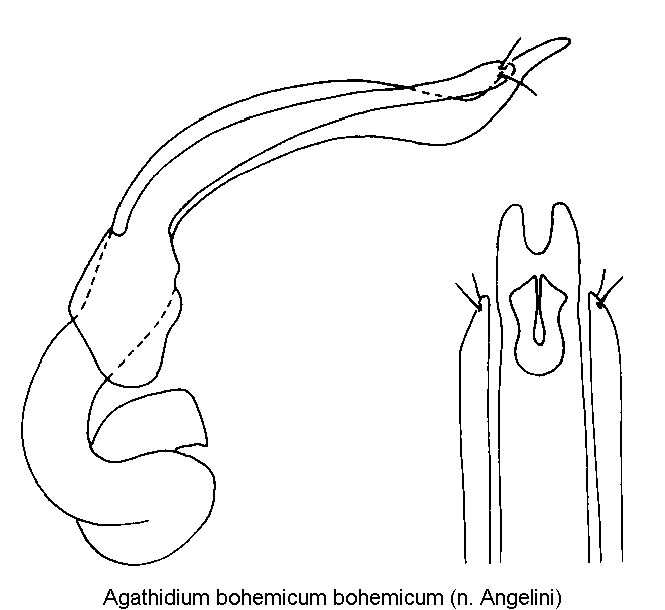 agathidium_bohemicum.gif