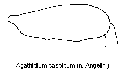 agathidium_caspicum_hschl.gif