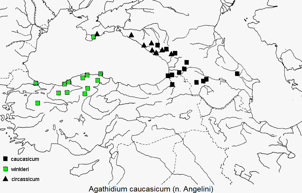 agathidium_caucasicum_dis.gif